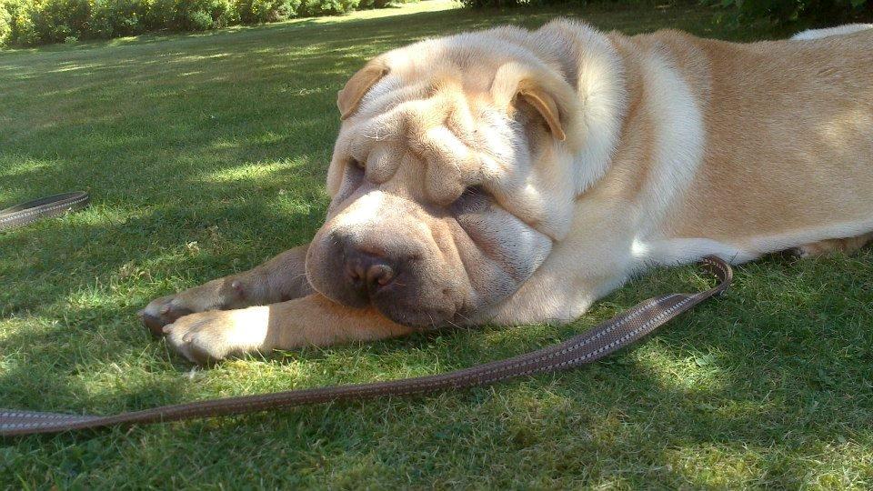 Shar pei Bølle - Dejligt at ligge lidt i skyggen:) billede 3