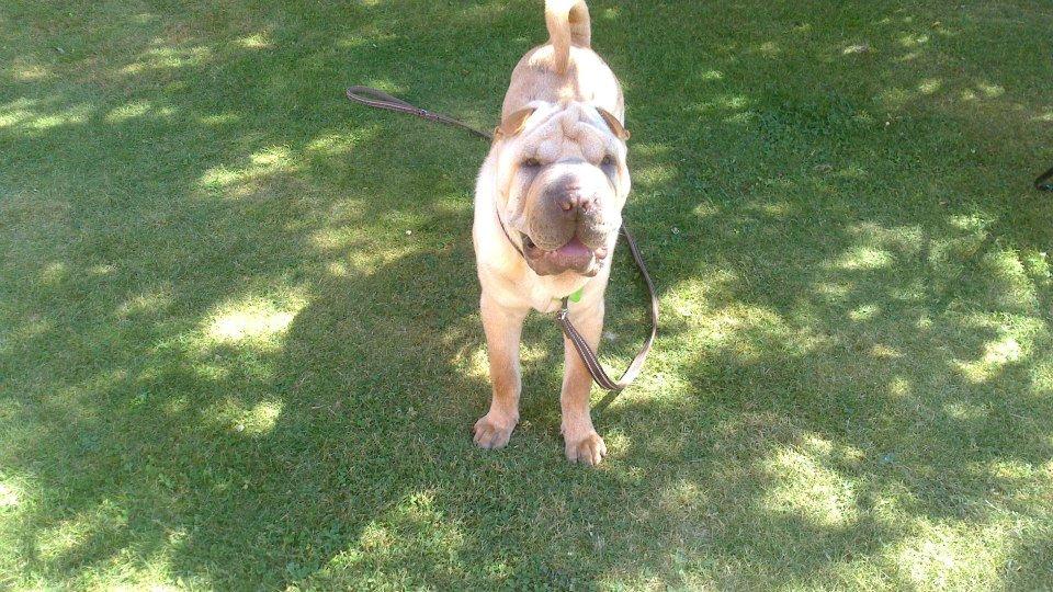 Shar pei Bølle - Så er jeg klar til at gå tur.!:) billede 4