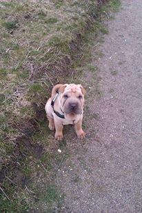Shar pei Bølle - Se jeg sidder pænt og venter på jer, så jeg kan løbe vider igen, sku være sikker på at i var på vej.!:) billede 5
