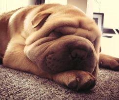 Shar pei Bølle - Dejligt med en morfar.! billede 6