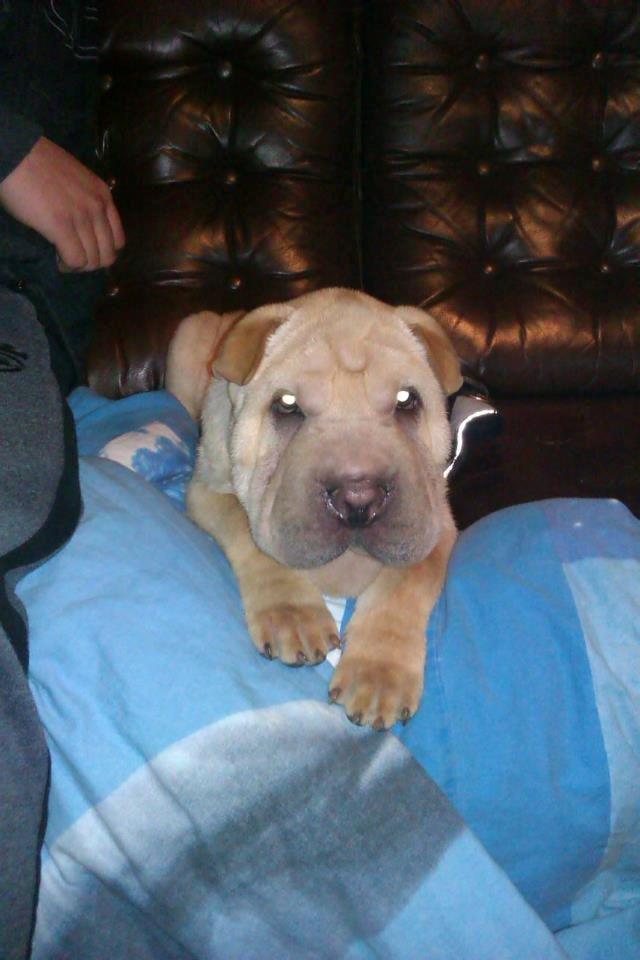 Shar pei Bølle - :) billede 7