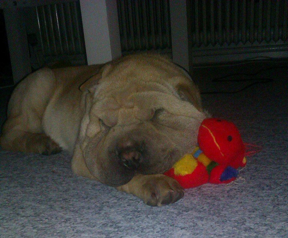 Shar pei Bølle - Det er så dejligt at sove med min bamse.!:) billede 8