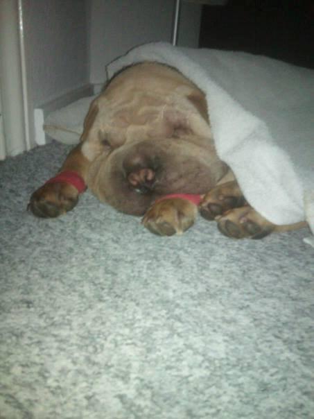 Shar pei Bølle - 
Har en træt hund efter en 2,5 times lang øjenoperation:/ billede 9