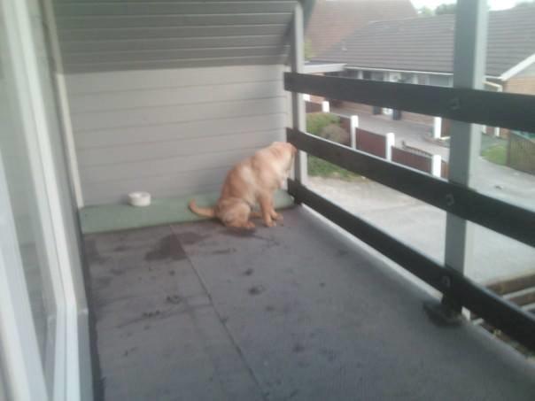 Shar pei Bølle - Jeg holder lig vagt så der ikke komme nogle som vi ikke vil have besøg af:D billede 10