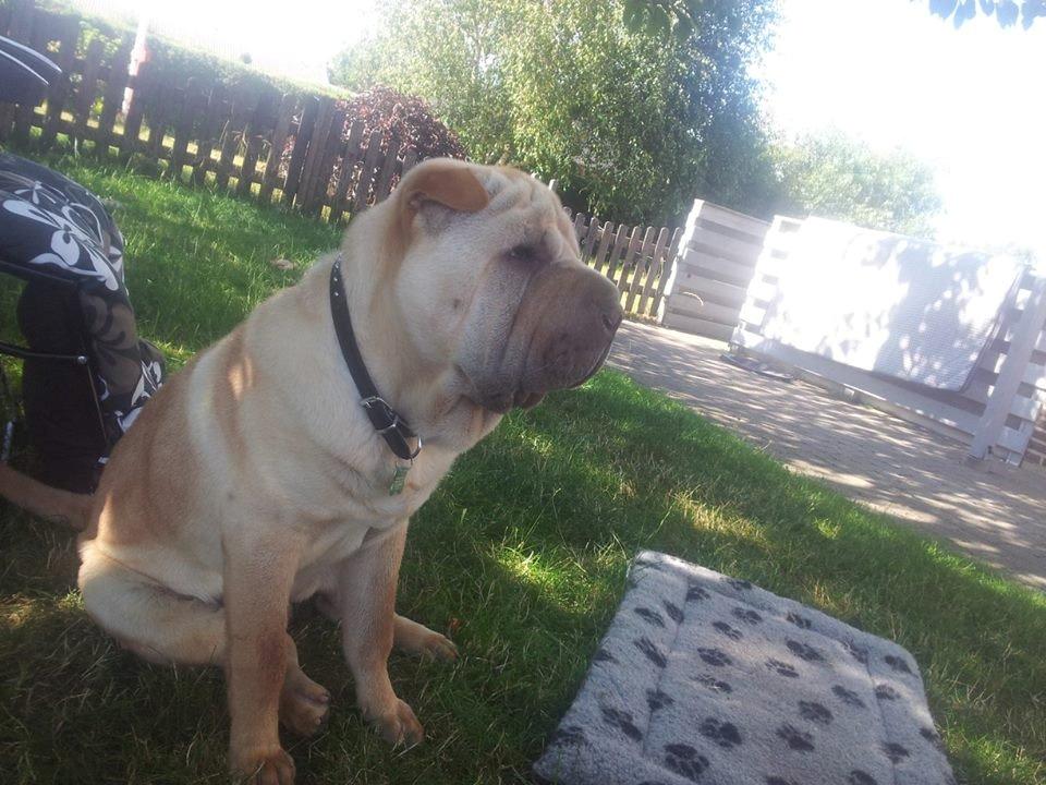 Shar pei Bølle billede 11