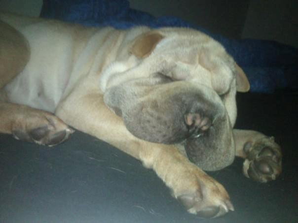 Shar pei Bølle billede 12