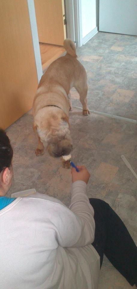 Shar pei Bølle - Elsker at spise af ske.!:D billede 13