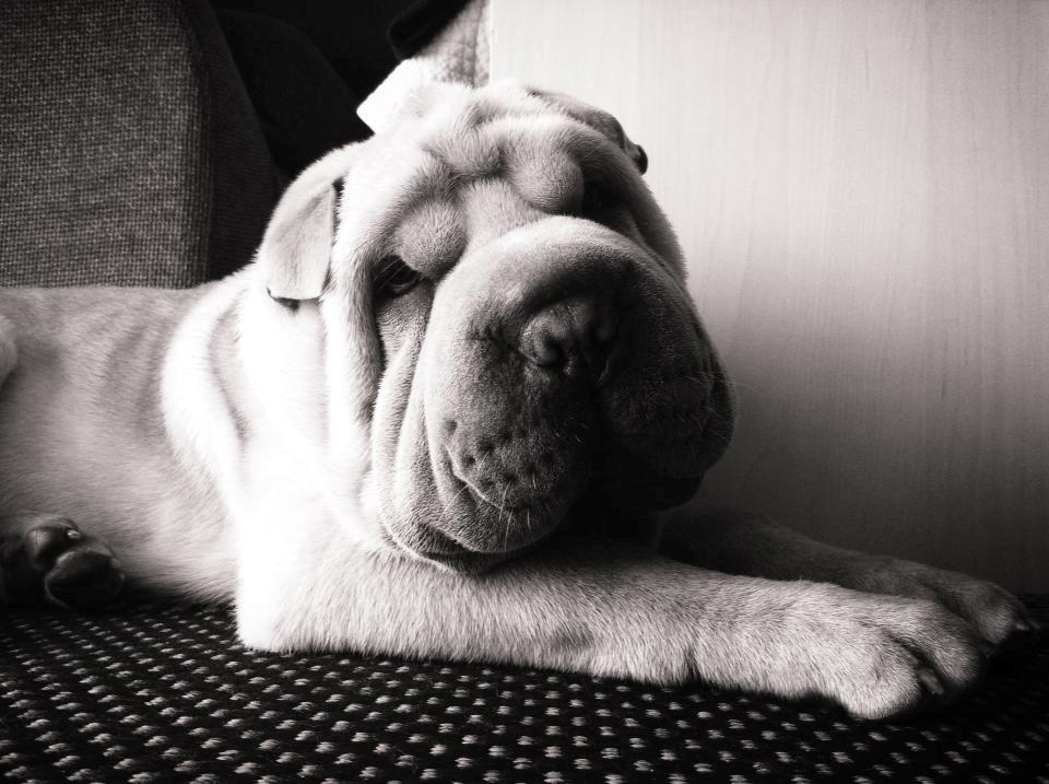 Shar pei Bølle billede 14