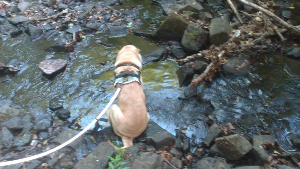 Shar pei Bølle - Puha det er hårdt at være på ferie i Sverige i den varme.!:D billede 15