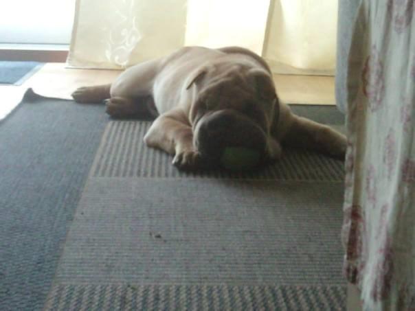 Shar pei Bølle - Endelig fik jeg taget bolden fra Ib:D billede 16