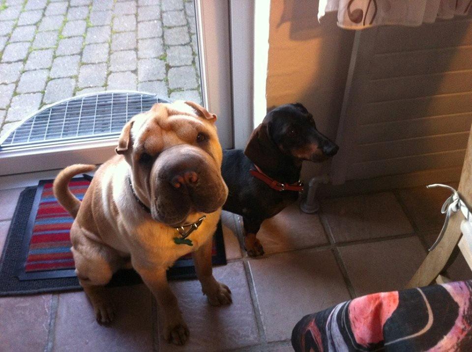 Shar pei Bølle - Min bedsteven Ib:) billede 17