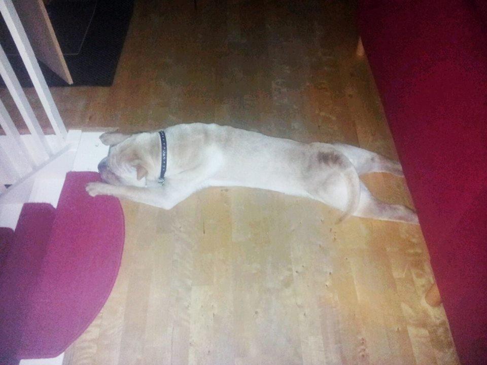 Shar pei Bølle - Det hårdt at lege fangeleg med Ib:D billede 18