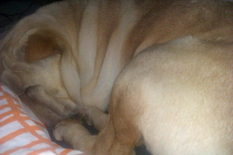 Shar pei Bølle billede 19