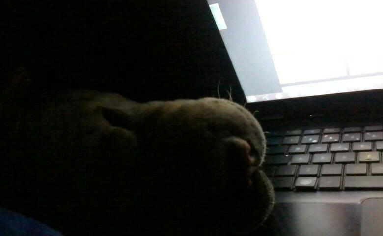 Shar pei Bølle - Bruger lig ''mors'' computer som pude.! billede 20