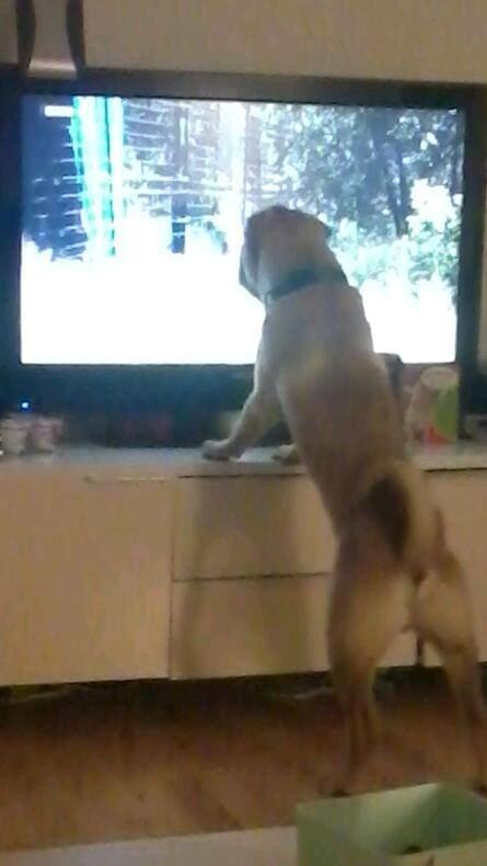 Shar pei Bølle - Jeg elsker at se tv, så sku lig ha den bedste plads foran tv'et:D billede 22