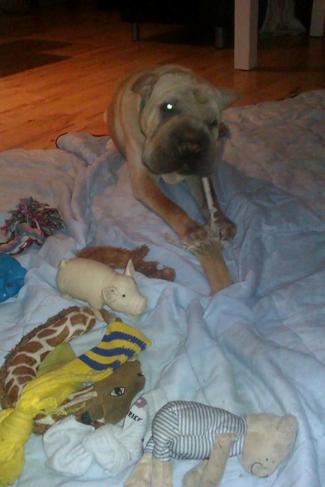 Shar pei Bølle - Uha det er bare en god ben jeg har fået,!:D billede 23