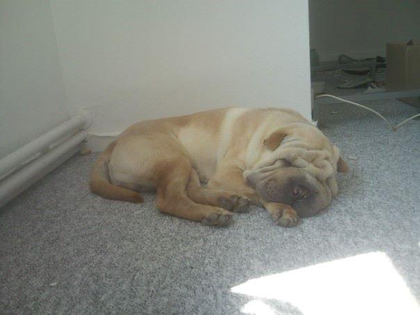 Shar pei Bølle billede 24