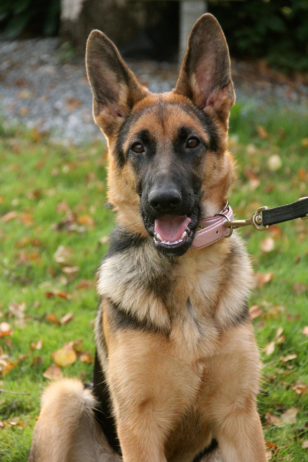 Schæferhund Aixa's Daisy Crazy billede 22