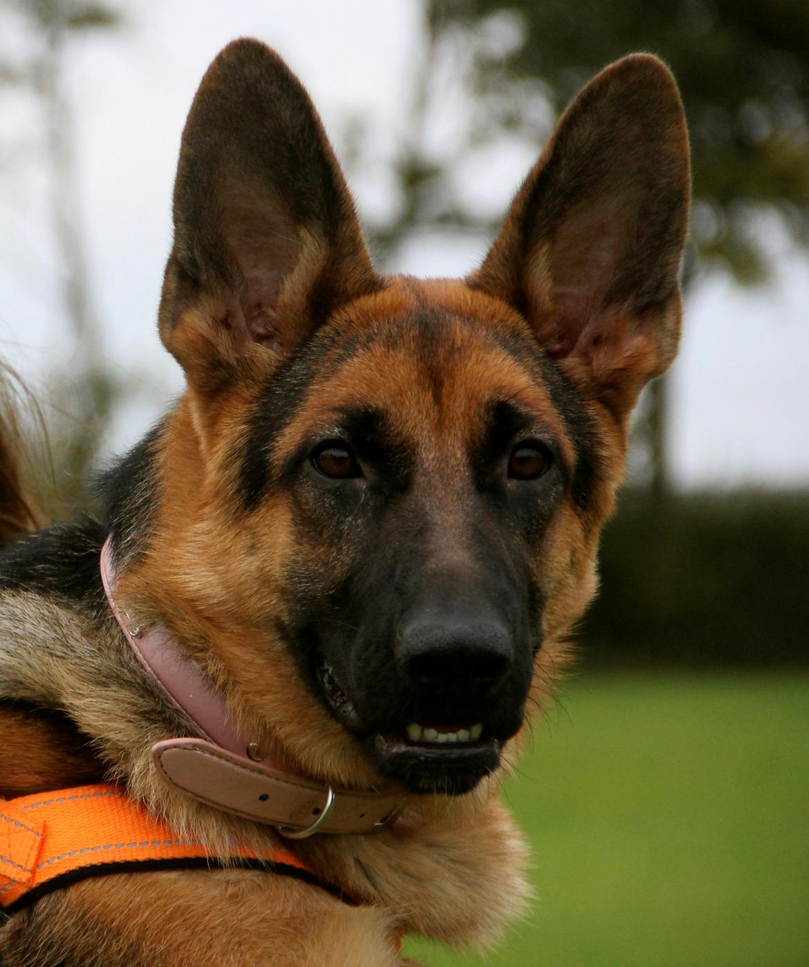 Schæferhund Aixa's Daisy Crazy billede 23