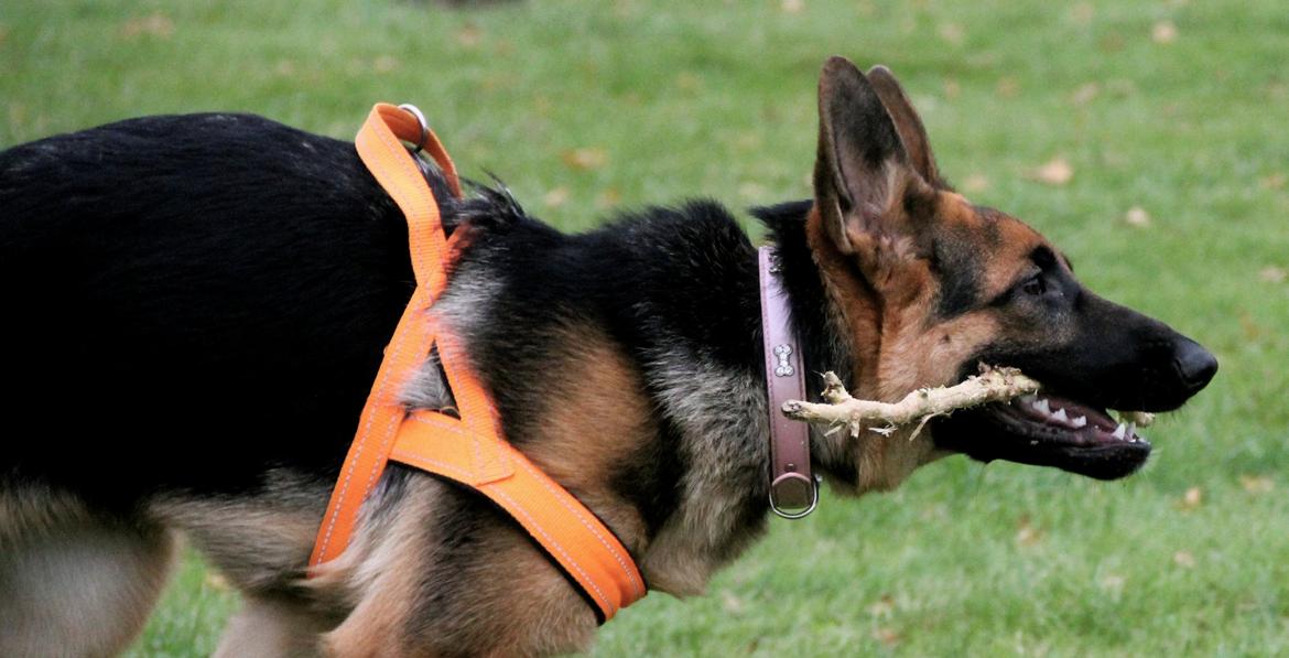 Schæferhund Aixa's Daisy Crazy billede 24