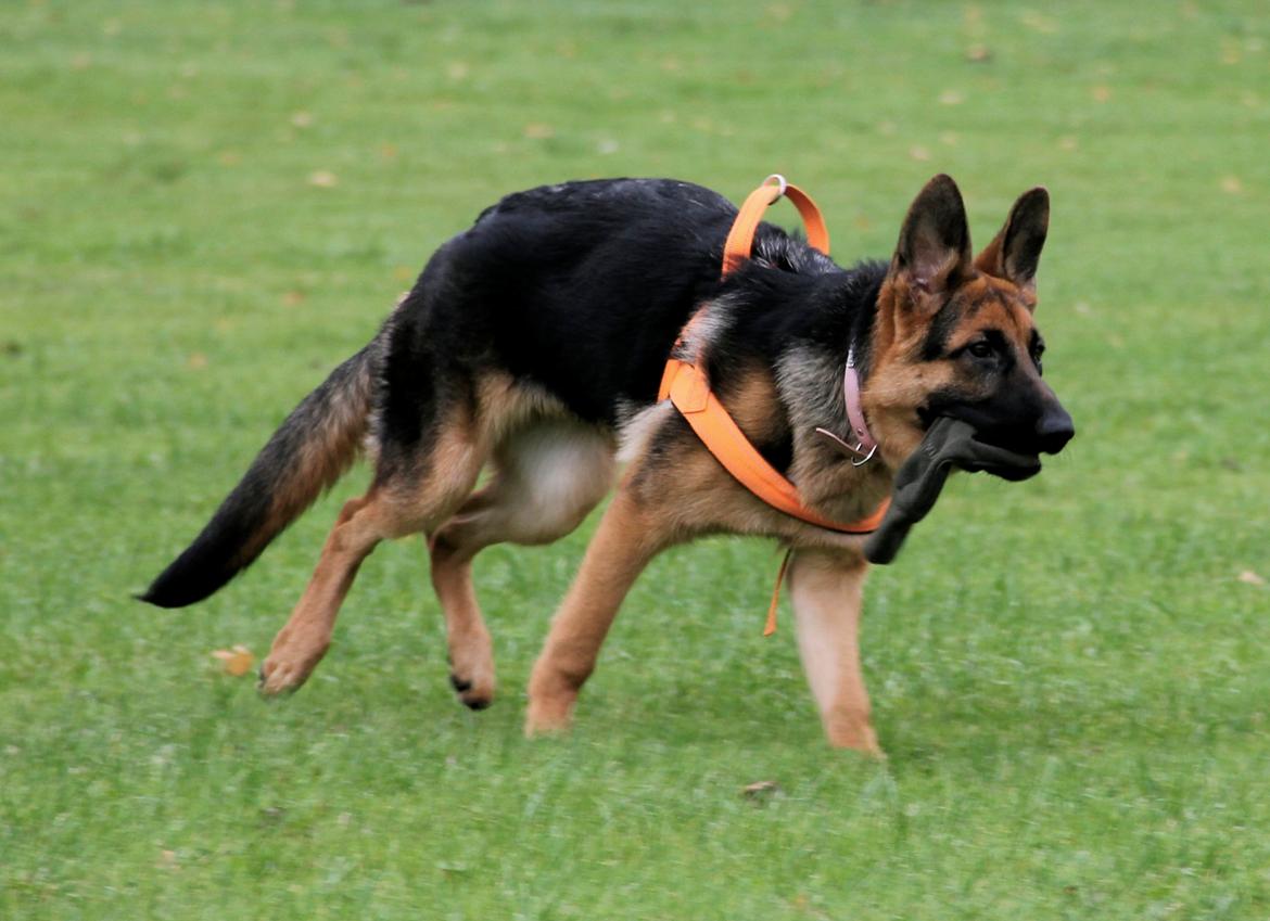 Schæferhund Aixa's Daisy Crazy billede 25