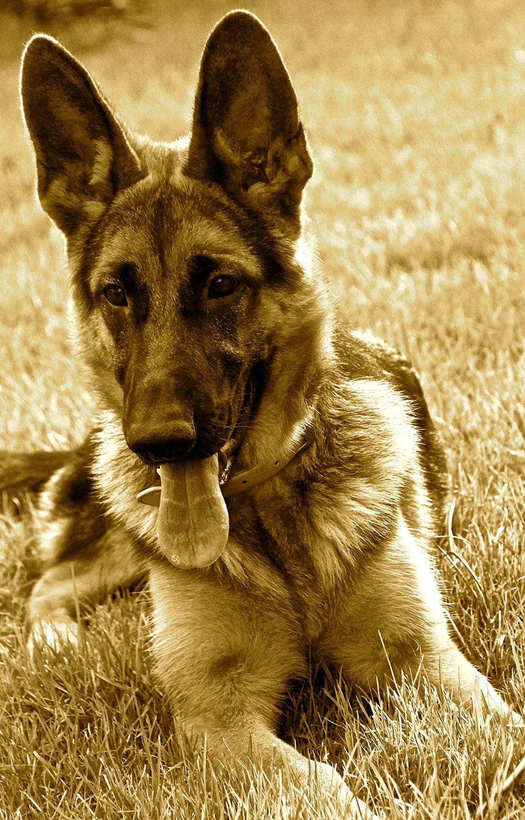 Schæferhund Aixa's Daisy Crazy billede 26