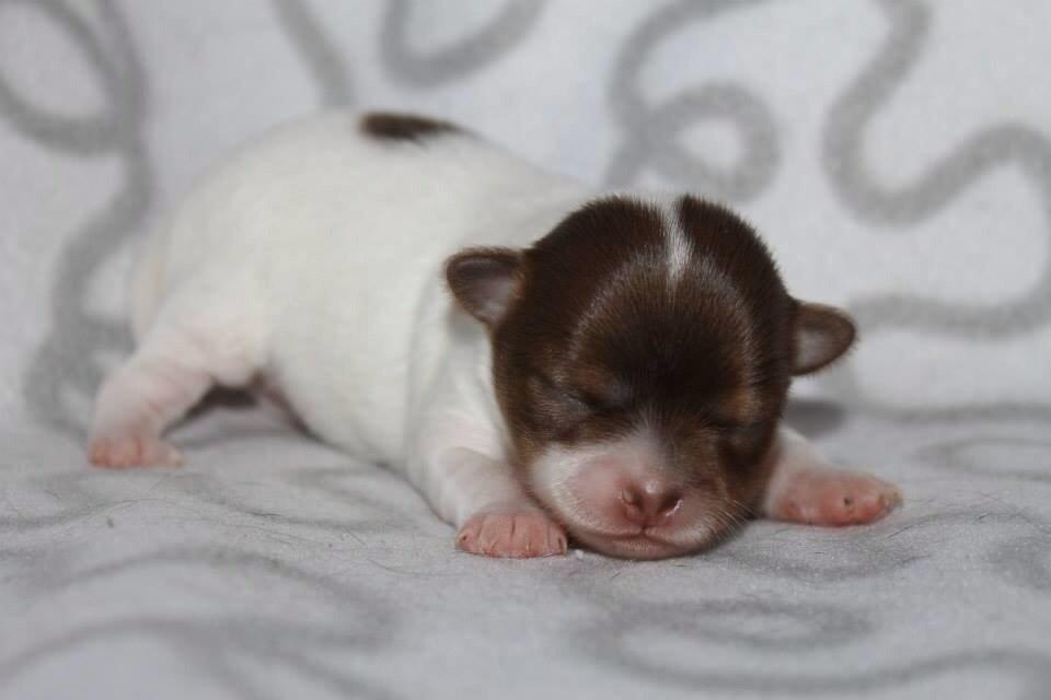 Chihuahua Mynthe billede 1