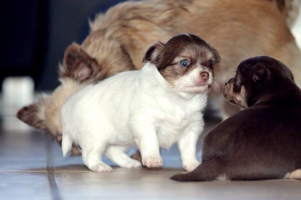 Chihuahua Mynthe billede 2