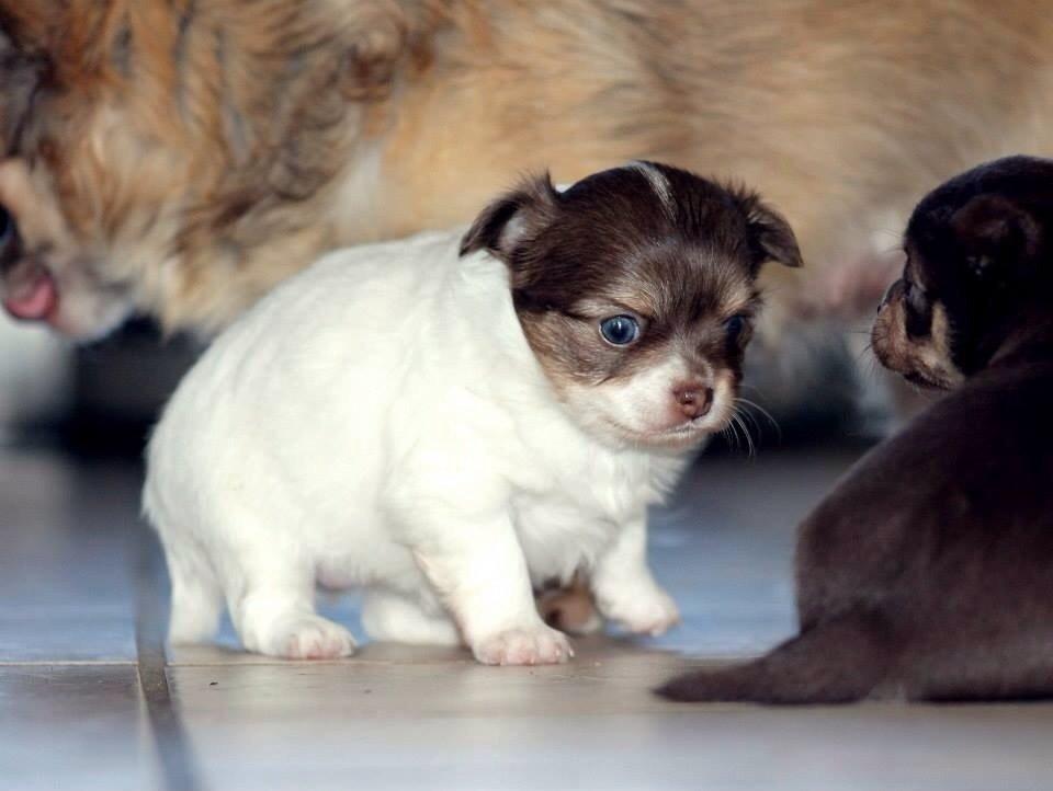 Chihuahua Mynthe billede 3