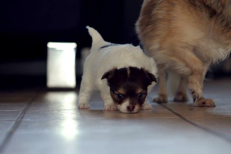 Chihuahua Mynthe billede 4