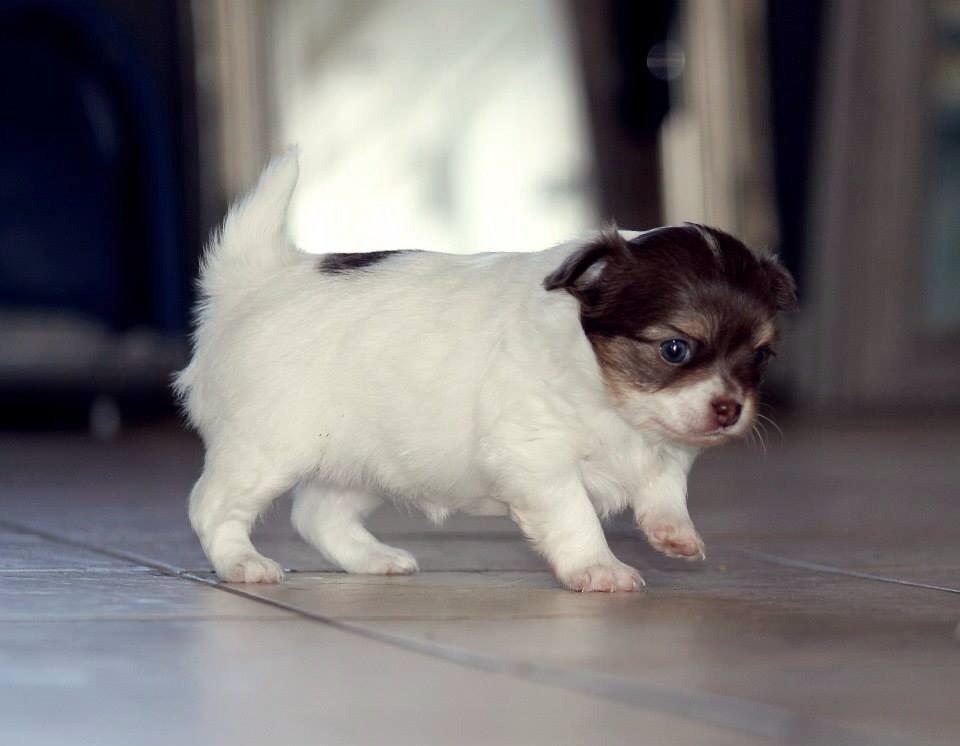 Chihuahua Mynthe billede 5