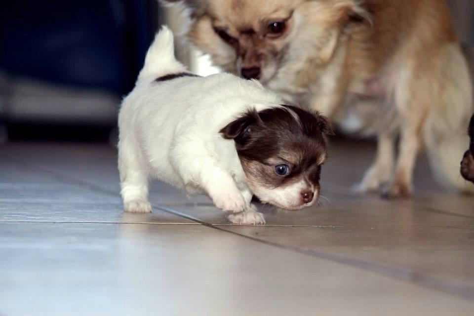 Chihuahua Mynthe billede 6