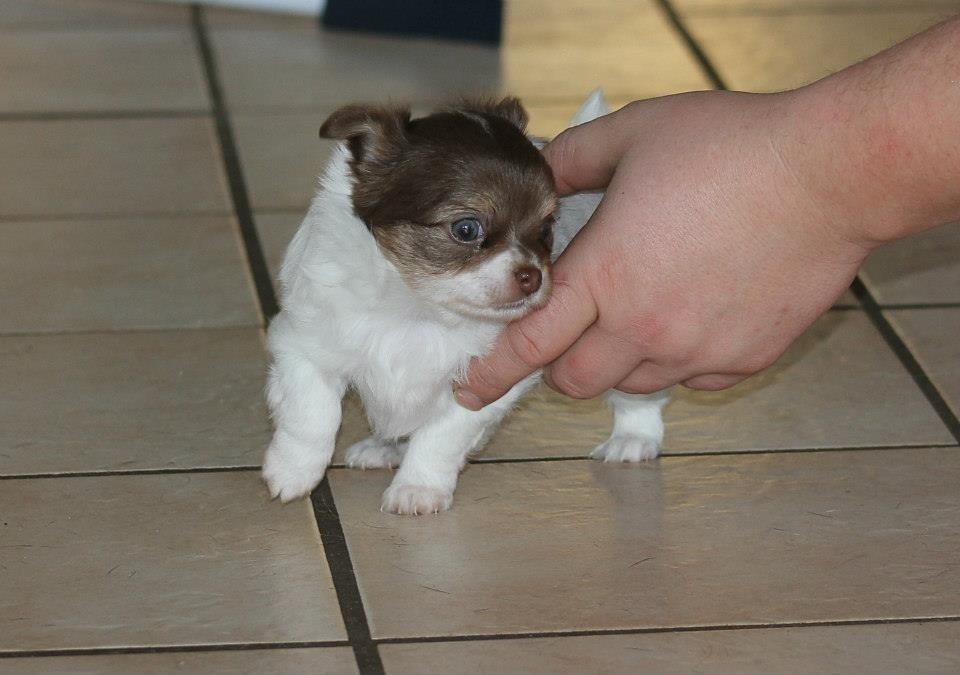 Chihuahua Mynthe billede 7