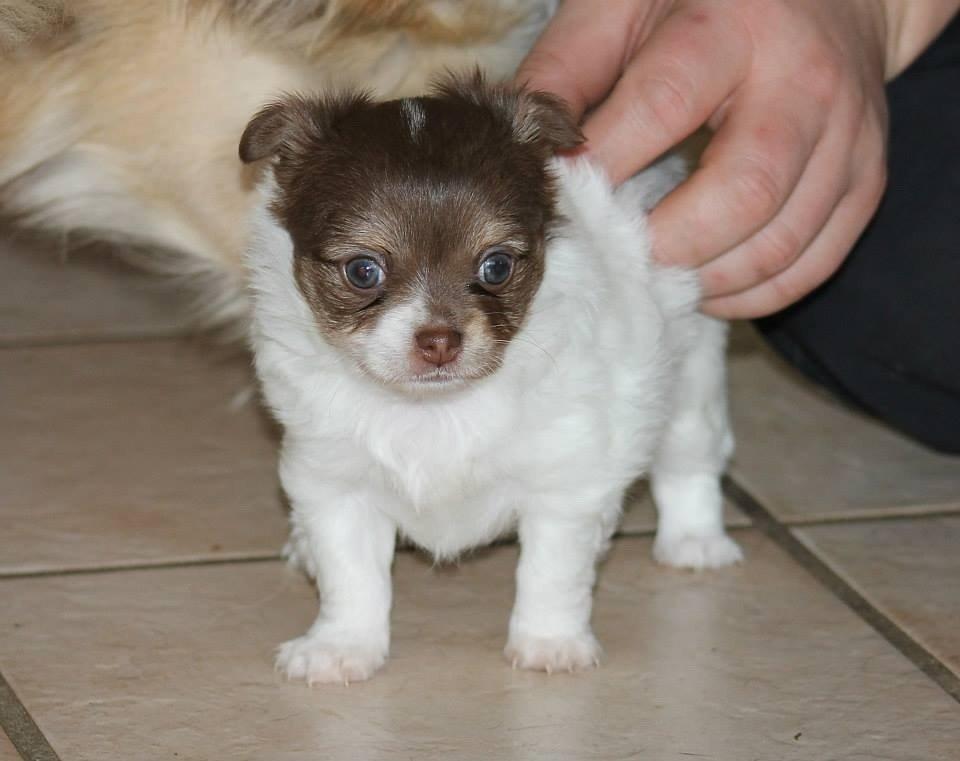 Chihuahua Mynthe billede 8
