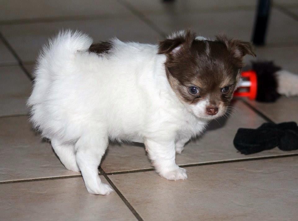 Chihuahua Mynthe billede 9