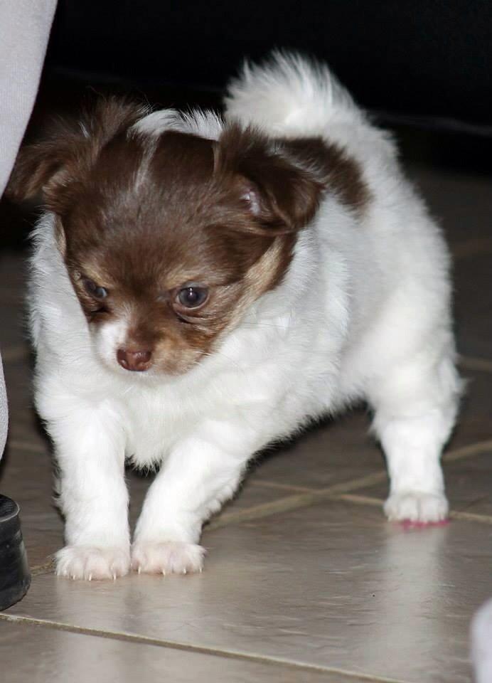 Chihuahua Mynthe billede 10