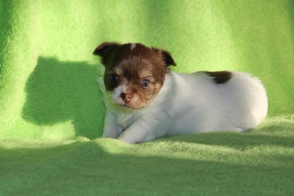 Chihuahua Mynthe billede 11