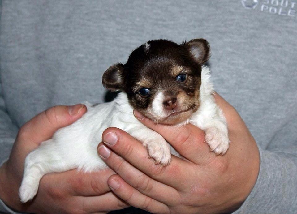 Chihuahua Mynthe billede 12