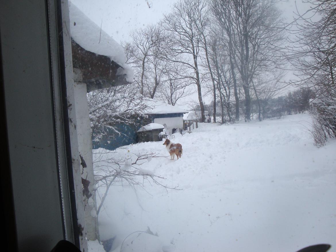 Collie langhåret Trunte La Koss billede 20