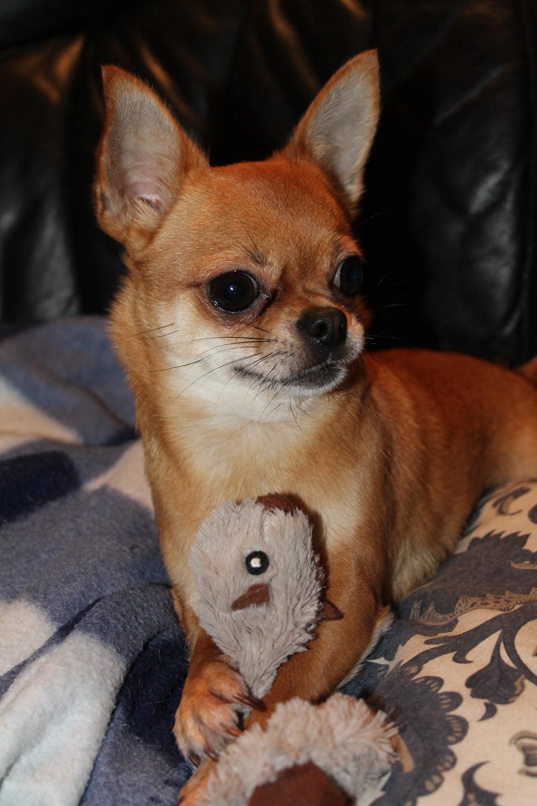 Chihuahua Chihuanas Flush of Hearts - Momo - Yndlingsbæver :) 15 dec 2013 billede 45