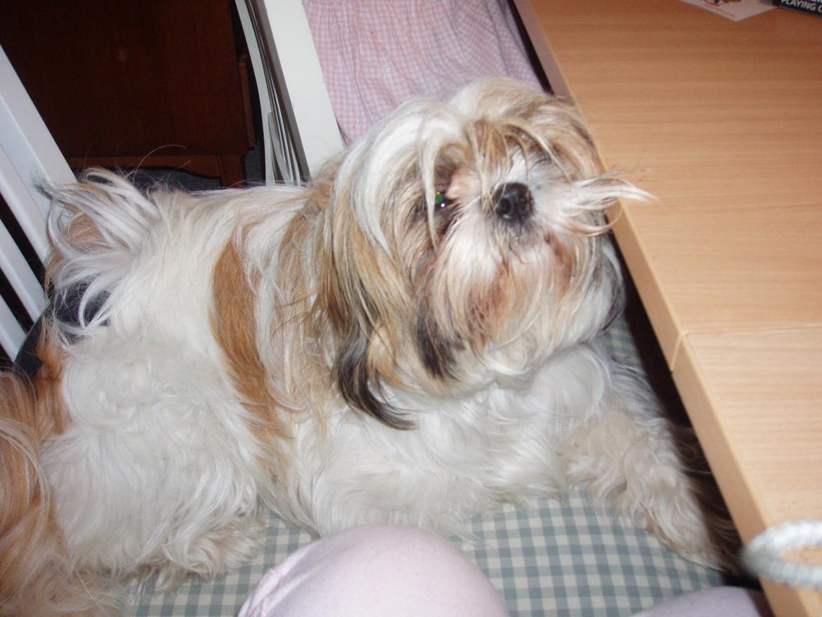 Shih tzu Kimmi billede 32