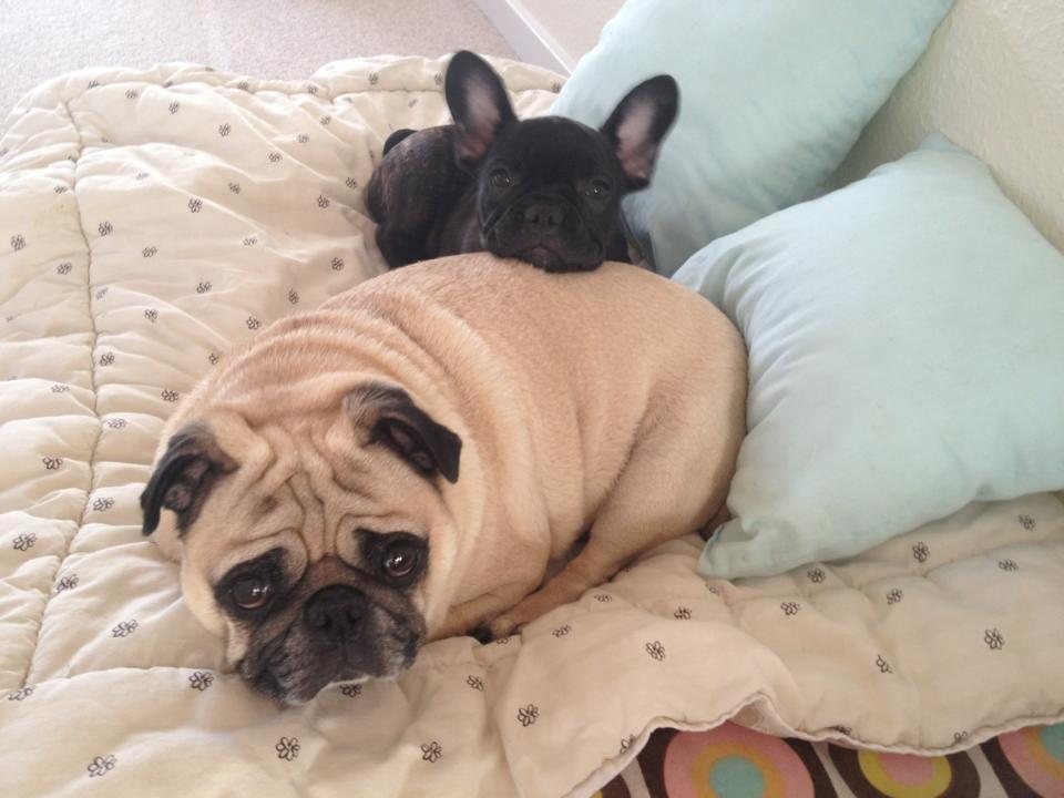 Fransk bulldog Carla - Putter med Cosmo  billede 15