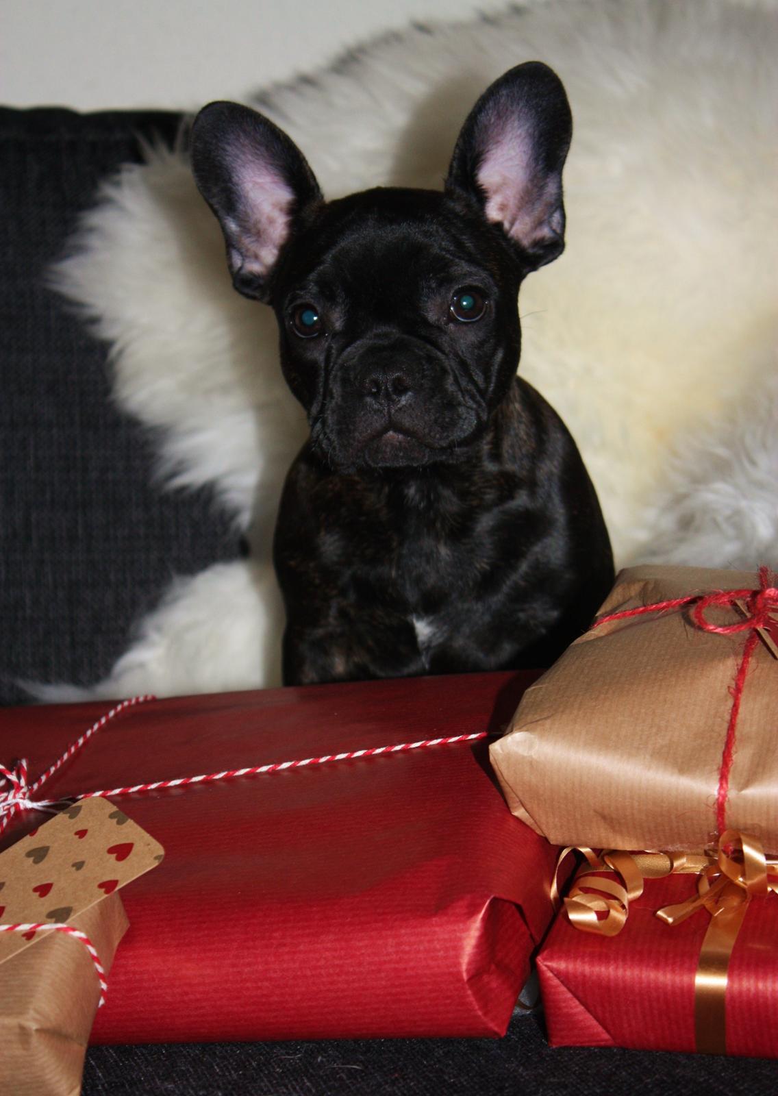 Fransk bulldog Carla billede 16