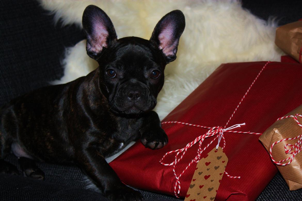 Fransk bulldog Carla - Glædelig jul fra Carla! billede 5