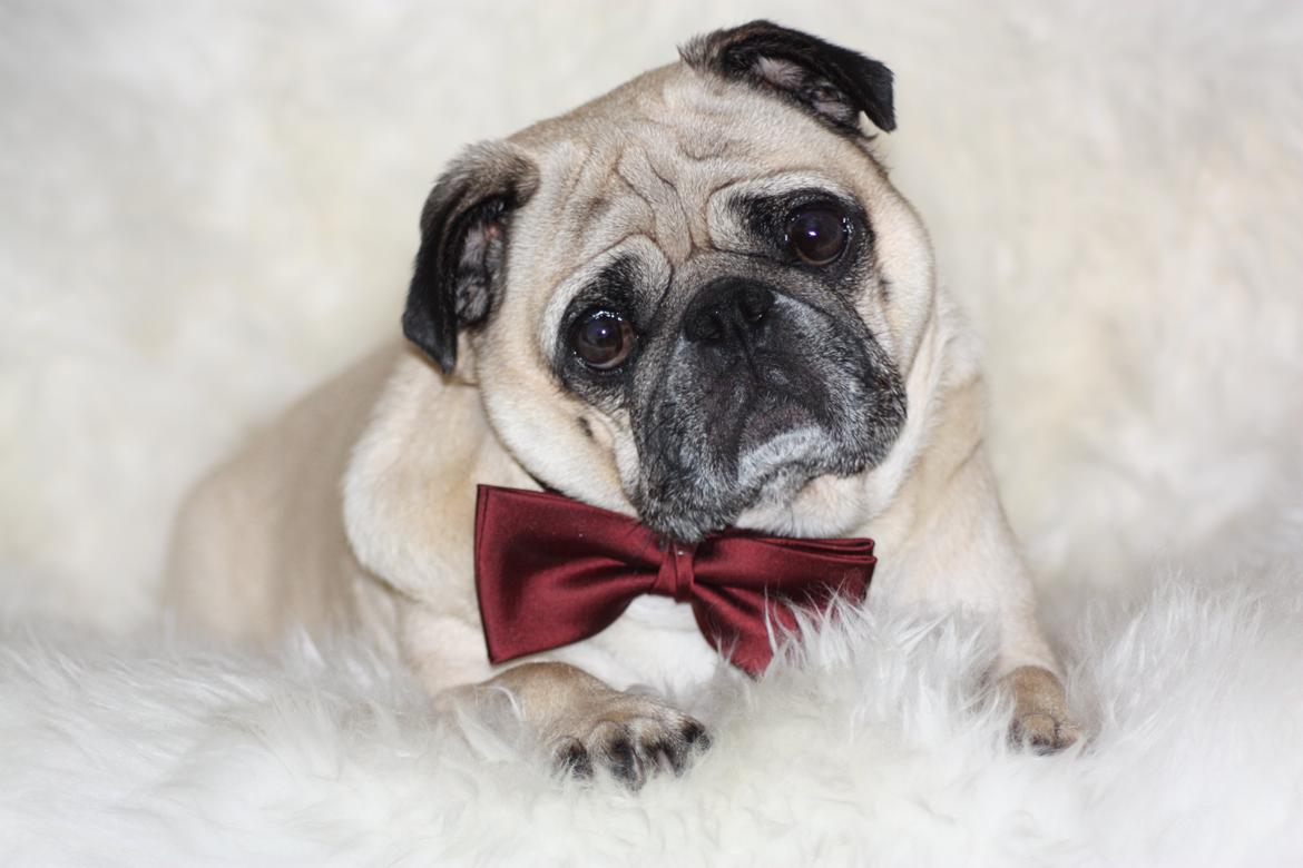 Mops Cosmo - Glædelig Jul fra Cosmo! billede 2