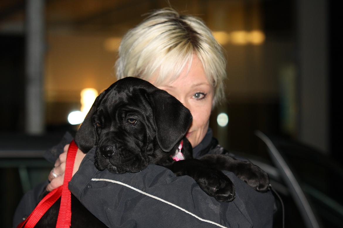 Cane corso J'adore Sofia Custodi Nos billede 1