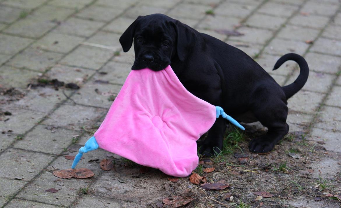 Cane corso J'adore Sofia Custodi Nos billede 2