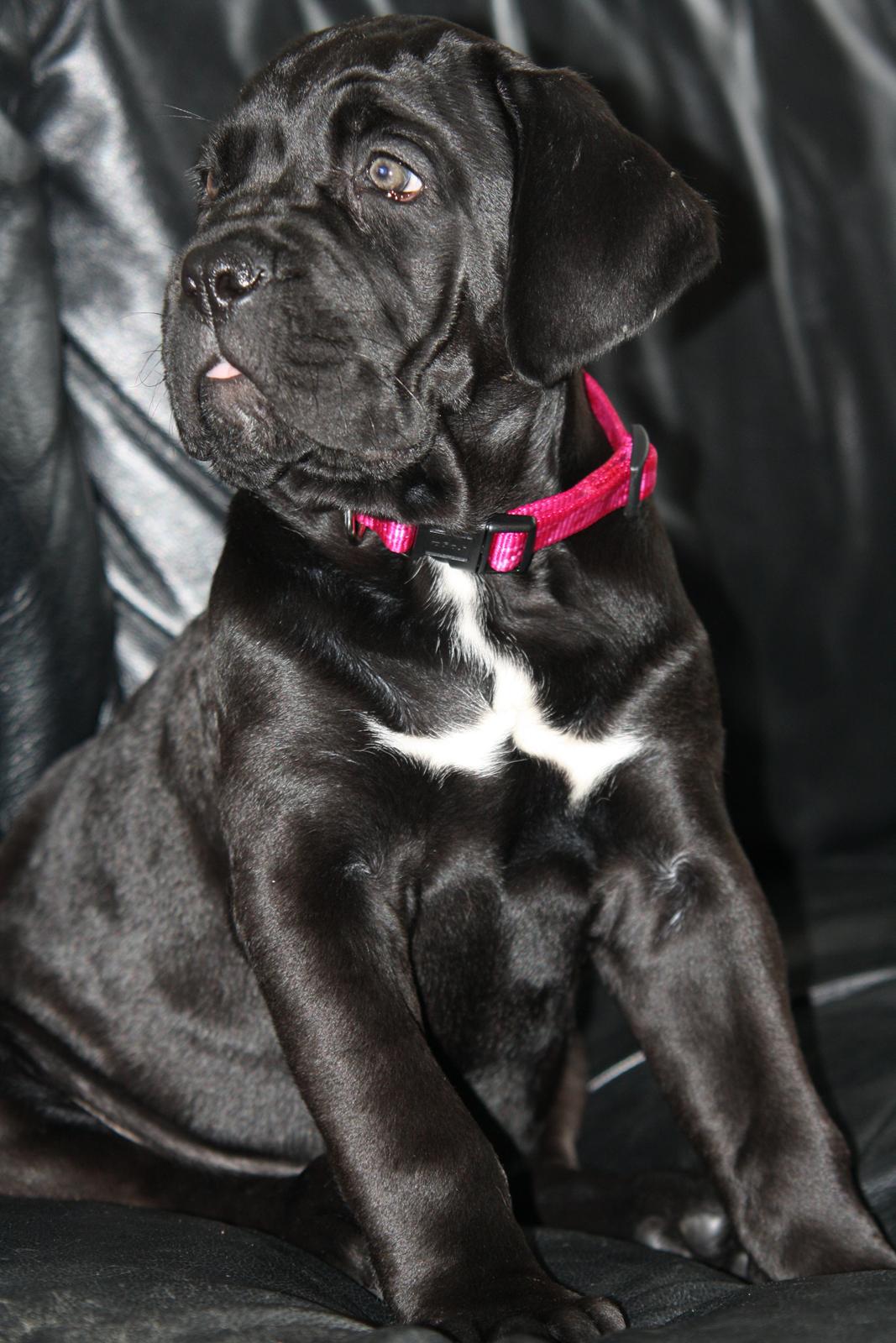 Cane corso J'adore Sofia Custodi Nos billede 3