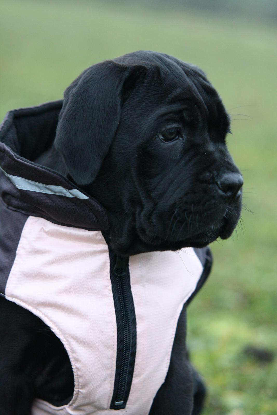 Cane corso J'adore Sofia Custodi Nos billede 4