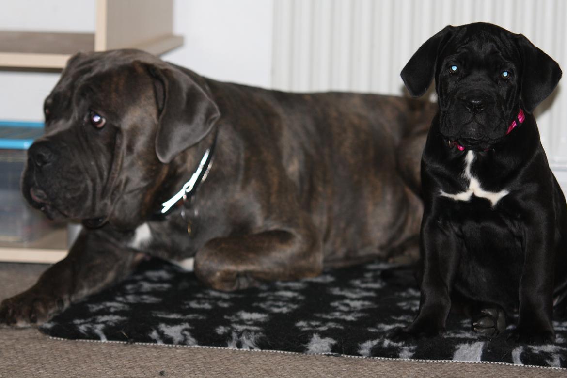 Cane corso J'adore Sofia Custodi Nos billede 5